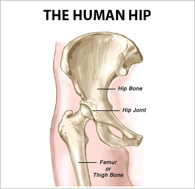human-hip